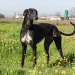 Galgo Golondrina, 01/2024, ca. 63 cm