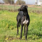 Galgo Golondrina, 01/2024, ca. 63 cm