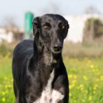 Galgo Golondrina, 01/2024, ca. 63 cm