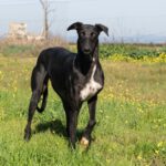 Galgo Golondrina, 01/2024, ca. 63 cm