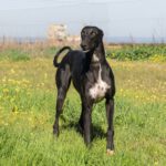 Galgo Golondrina, 01/2024, ca. 63 cm