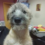 Mischling Grogu, 10/2025 , Endgröße ca. 50 cm