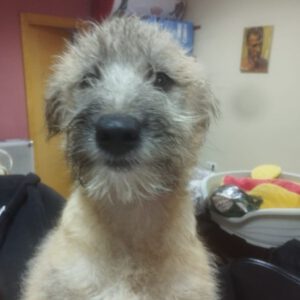 Mischling Grogu, 10/2025 , Endgröße ca. 50 cm