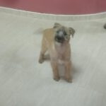 Mischling Grogu, 10/2025 , Endgröße ca. 50 cm