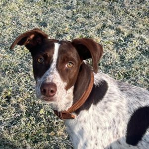 Pointer Mischling Guapo, 02/2025, ca. 50 cm, 84424 Isen