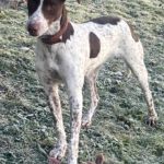 Pointer Mischling Guapo, 02/2025, ca. 50 cm, 84424 Isen