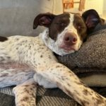 Pointer Mischling Guapo, 02/2025, ca. 50 cm, 84424 Isen