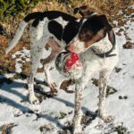 Pointer Mischling Guapo, 02/2025, ca. 50 cm, 84424 Isen