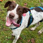 Pointer Mischling Guapo, 02/2025, ca. 50 cm, 84424 Isen