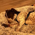 Pointer Mischling Guapo, 02/2025, ca. 50 cm, 84424 Isen