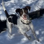 Pointer Mischling Guapo, 02/2025, ca. 50 cm, 84424 Isen