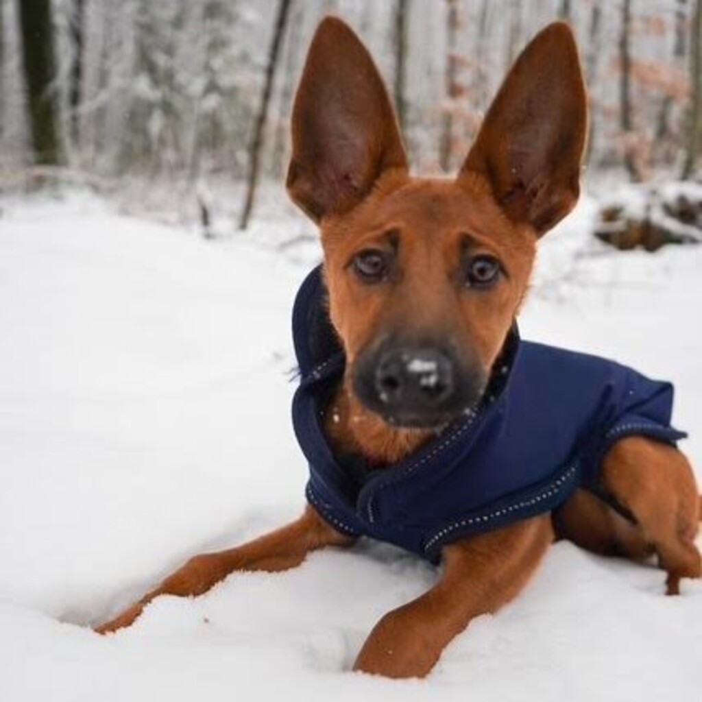 Malinois Podenco Mischling Hange, 08/2025, Endgröße ca. 50- 55 cm, 57555 Mudersbach