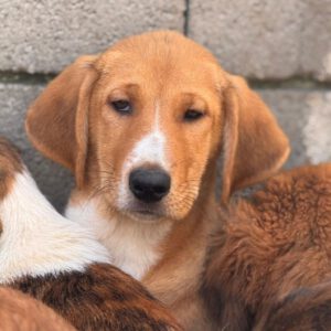 Mastin Mischling Happy, 08/2025 , Endgröße ca. 55 cm