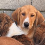 Mastin Mischling Happy, 08/2025 , Endgröße ca. 55 cm