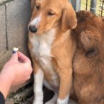 Mastin Mischling Happy, 08/2025 , Endgröße ca. 55 cm