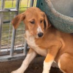 Mastin Mischling Happy, 08/2025 , Endgröße ca. 55 cm