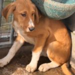 Mastin Mischling Happy, 08/2025 , Endgröße ca. 55 cm