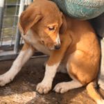 Mastin Mischling Happy, 08/2025 , Endgröße ca. 55 cm