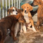 Mastin Mischling Happy, 08/2025 , Endgröße ca. 55 cm