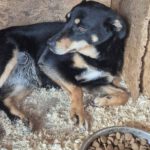 Mischling Hedda, 03/2022, ca. 50 cm