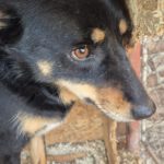 Mischling Hedda, 03/2022, ca. 50 cm