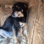 Mischling Hedda, 03/2022, ca. 50 cm