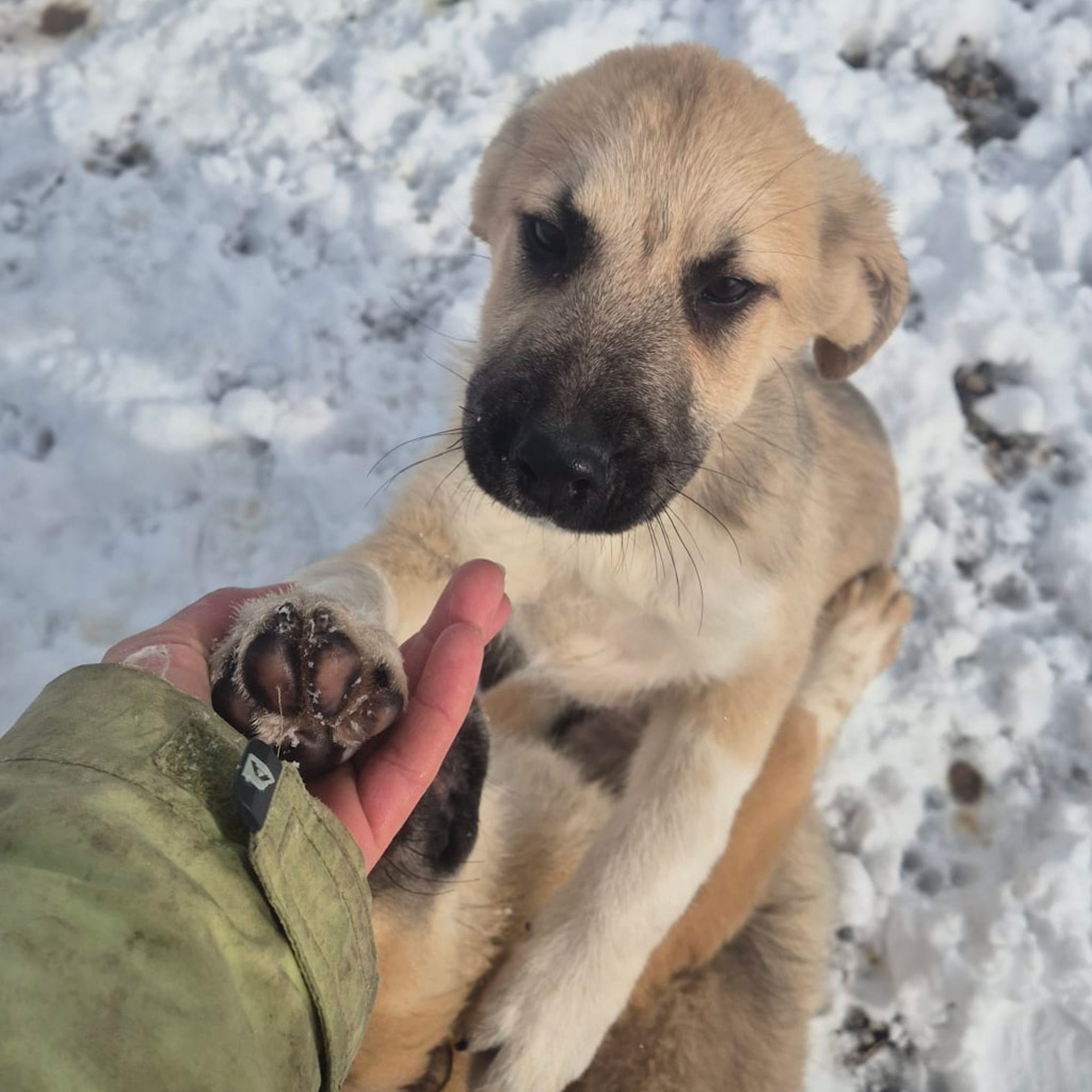 Hilfe für Bulgarien -SALVA Hundehilfe e.V.