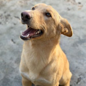 Mischling Homer, 12/2024, ca. 50 cm