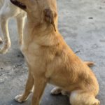 Mischling Homer, 12/2024, ca. 50 cm