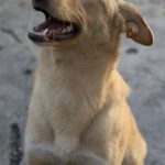 Mischling Homer, 12/2024, ca. 50 cm