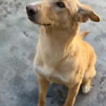 Mischling Homer, 12/2024, ca. 50 cm