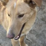 Mischling Homer, 12/2024, ca. 50 cm