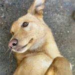 Mischling Homer, 12/2024, ca. 50 cm