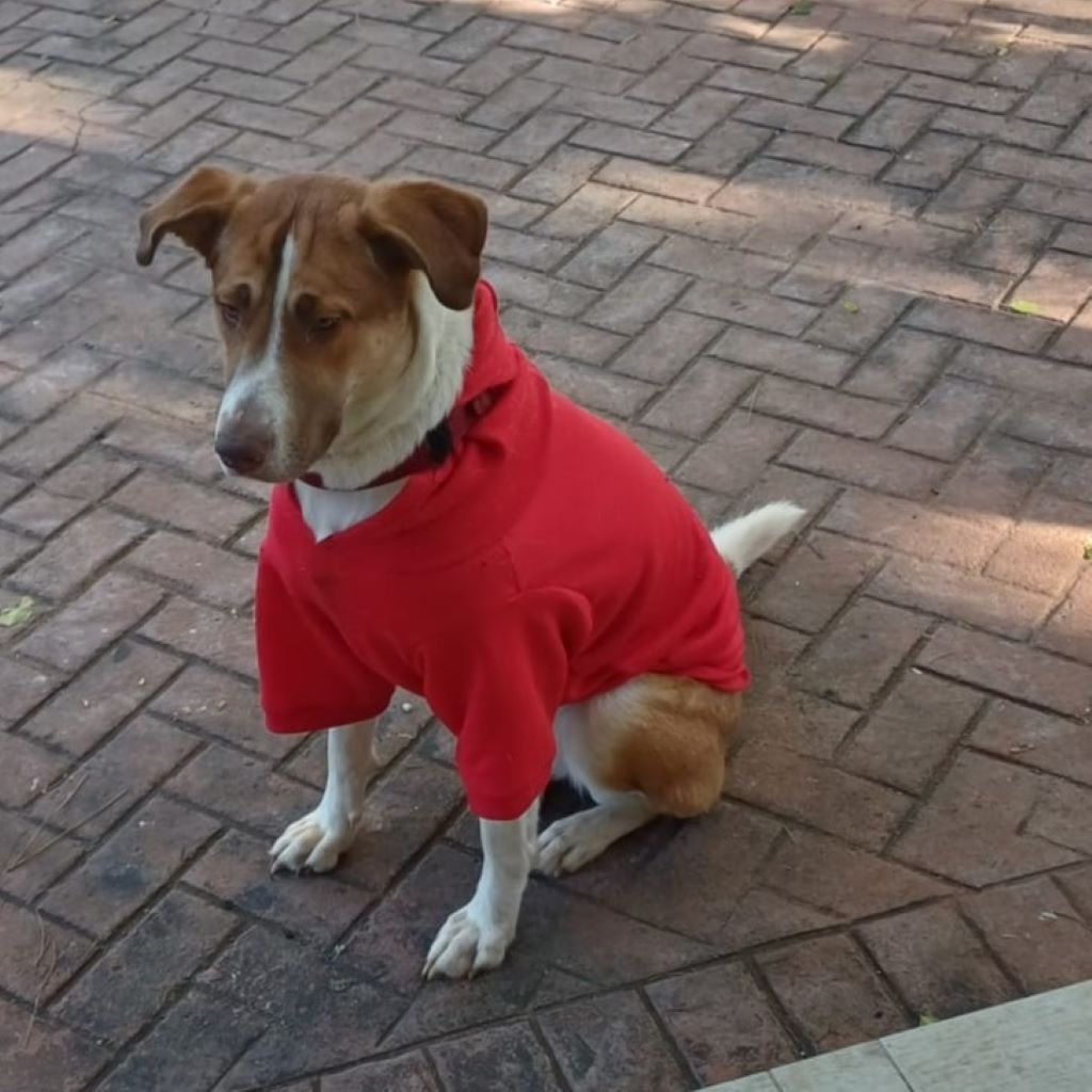 Mischling Idem, 10/2024, ca. 50- 55 cm