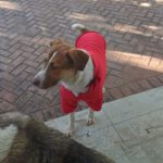 Mischling Idem, 10/2024, ca. 50- 55 cm