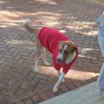 Mischling Idem, 10/2024, ca. 50- 55 cm