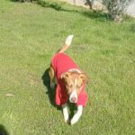 Mischling Idem, 10/2024, ca. 50- 55 cm