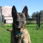 Malinois Mischling Inca, 07/2021, ca. 65 cm