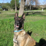 Malinois Mischling Inca, 07/2021, ca. 65 cm