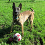 Malinois Mischling Inca, 07/2021, ca. 65 cm