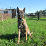 Malinois Mischling Inca, 07/2021, ca. 65 cm