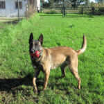 Malinois Mischling Inca, 07/2021, ca. 65 cm