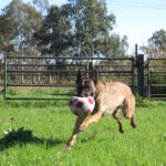 Malinois Mischling Inca, 07/2021, ca. 65 cm