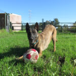 Malinois Mischling Inca, 07/2021, ca. 65 cm