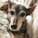 Mischling India, 04/2012, ca. 40 cm, 61206 Wöllstadt