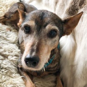 Mischling India, 04/2012, ca. 40 cm, 61206 Wöllstadt