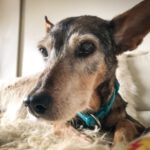 Mischling India, 04/2012, ca. 40 cm, 61206 Wöllstadt