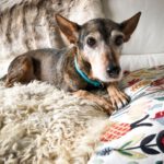 Mischling India, 04/2012, ca. 40 cm, 61206 Wöllstadt