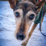 Mischling India, 04/2012, ca. 40 cm, 61206 Wöllstadt