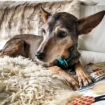 Mischling India, 04/2012, ca. 40 cm, 61206 Wöllstadt